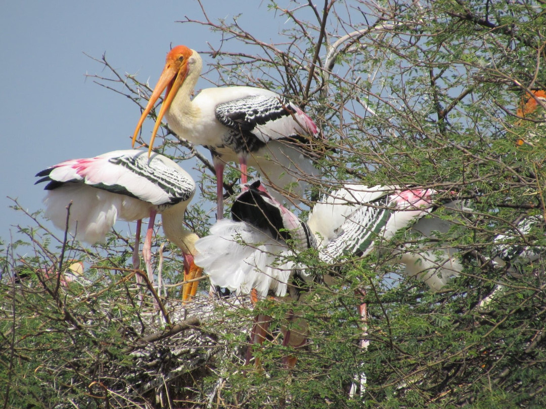 Kaggaladu Bird Sanctuary景点图片