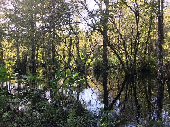CREW - Bird Rookery Swamp Trails-那不勒斯必去景点