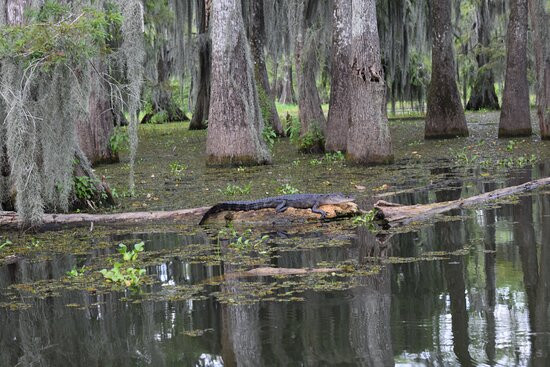 Swamp Tours of Acadiana景点图片