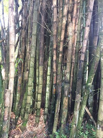 Yokahu Tower-Rio Grande必去景点