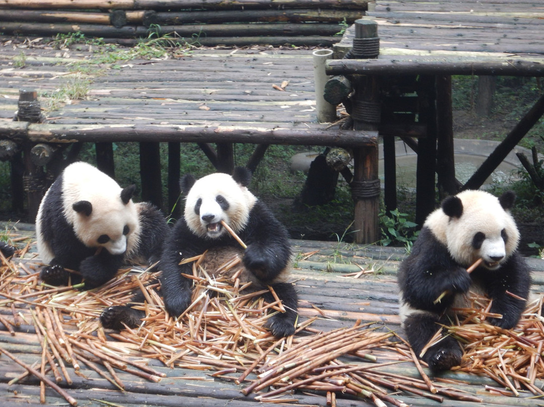 大熊猫保护研究中心都江堰基地景点图片