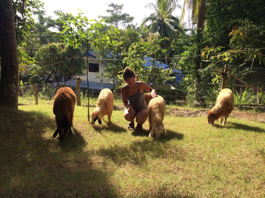 Ban Maduea Wan旅游景点-Purina Sheep Farm