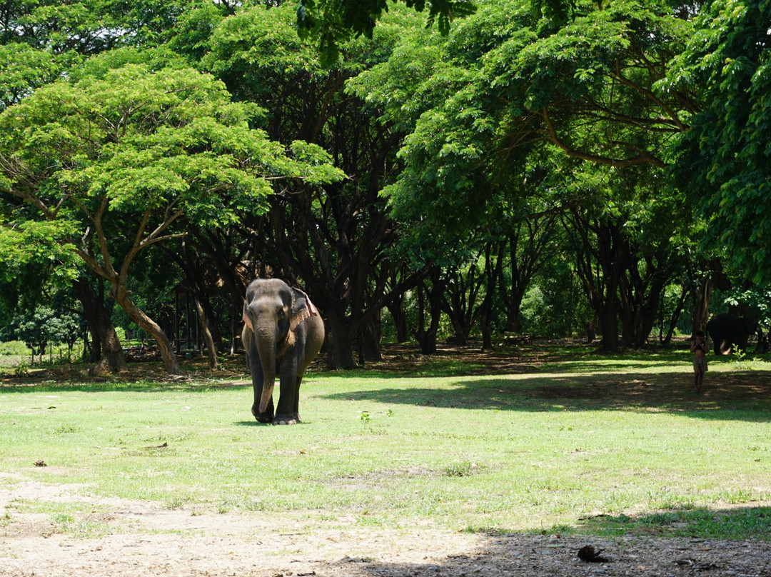 Inthanon Elephant Sanctuary & Wildlife Preserve-清迈必去景点