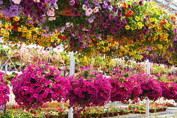 Mono Mills旅游景点-Rock Garden Farms