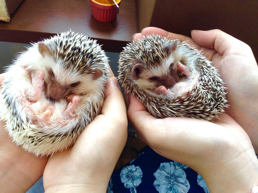 Hedgehog Cafe HARRY, Harajuku-涩谷区必去景点