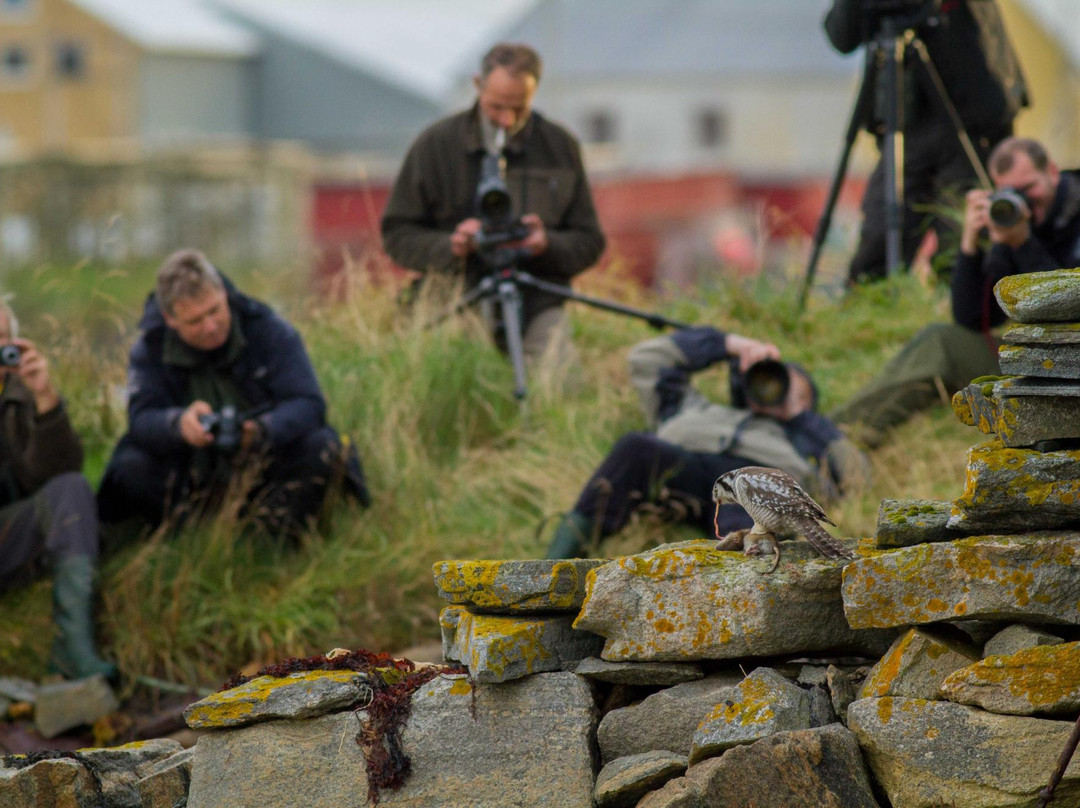 Lofoten Birding景点图片