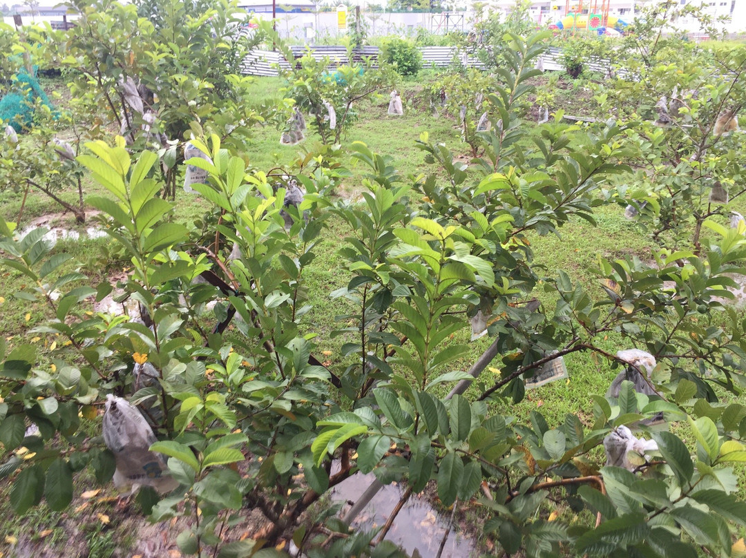 Guava Bee Farm景点图片