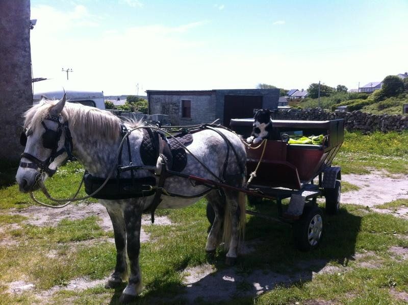 Inis Mor Horse Carriage tours-Inishmore必去景点
