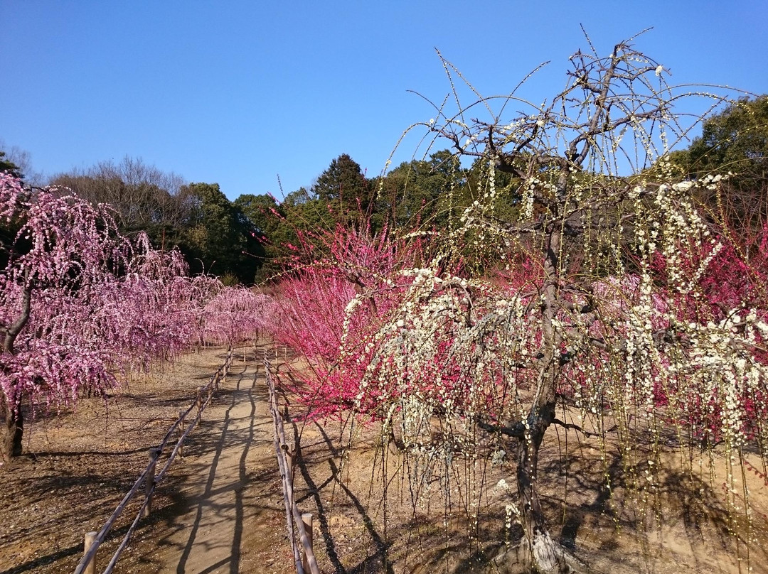 Sugawara Shrine景点图片