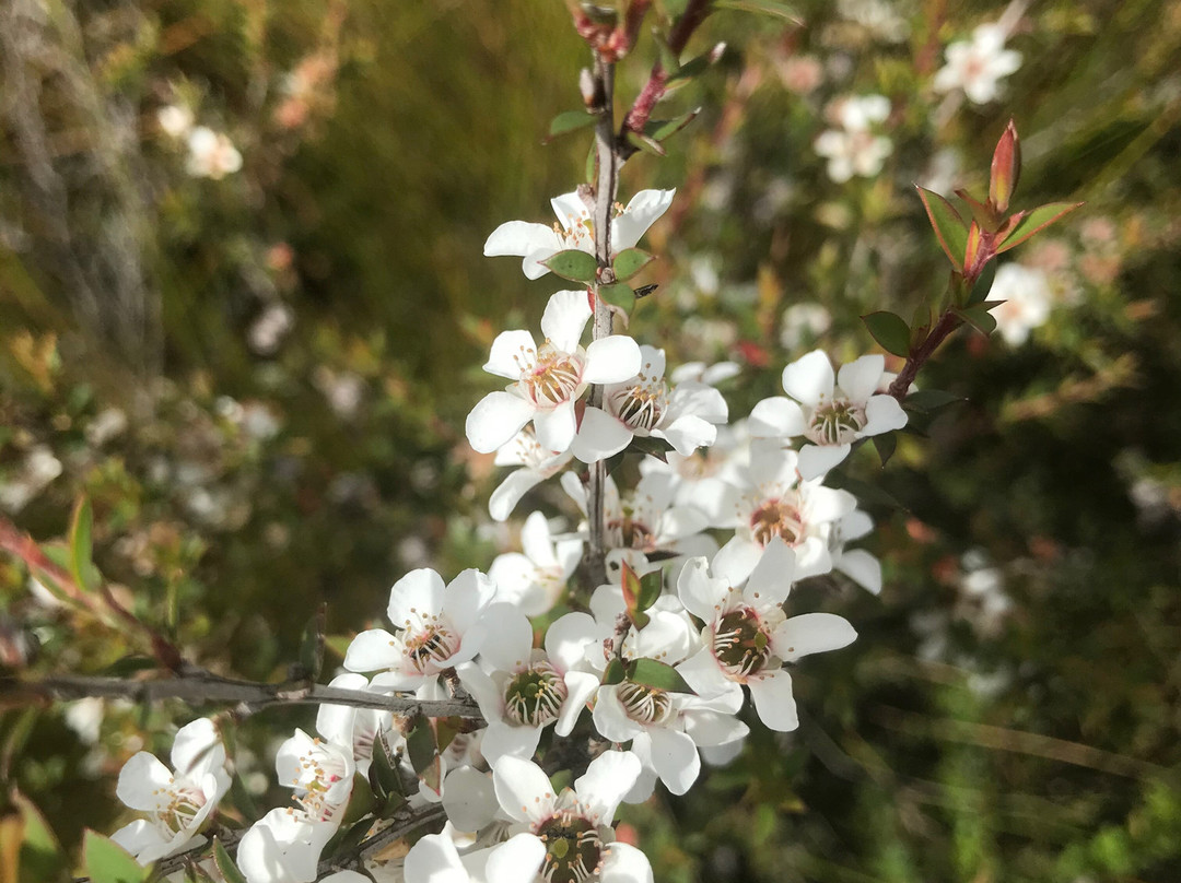 Dempster Plains Lookout-Smithton必去景点
