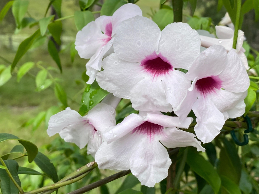 Natives 'R' Us Nursery-Traveston必去景点