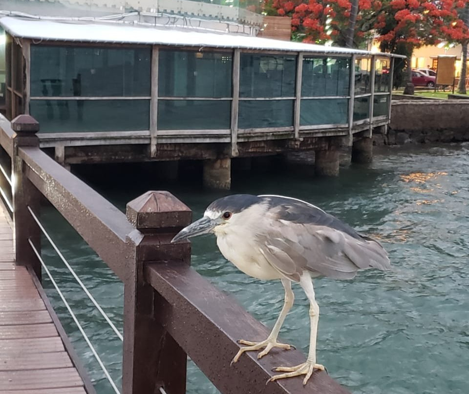 Rua do Meio-伊利亚贝拉必去景点