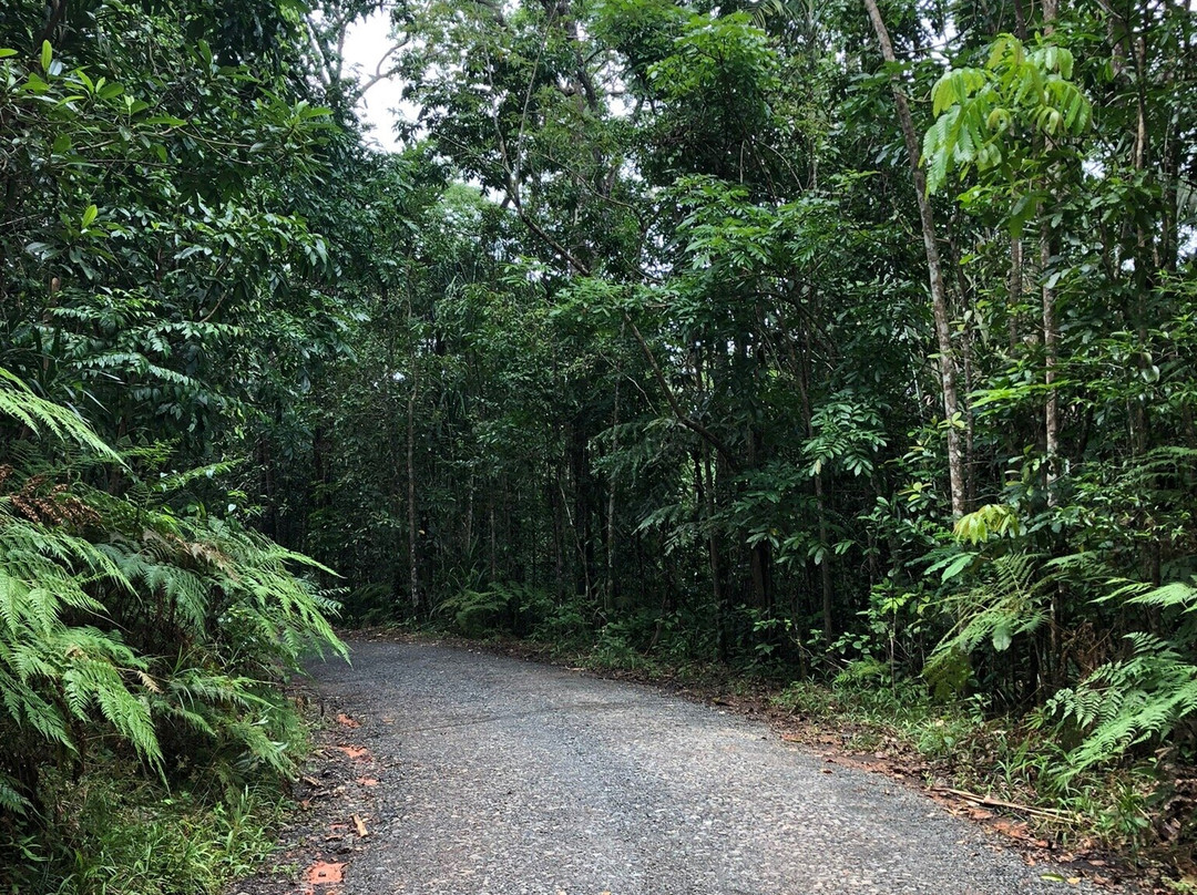 Colo-I-Suva Forest Park-苏瓦必去景点