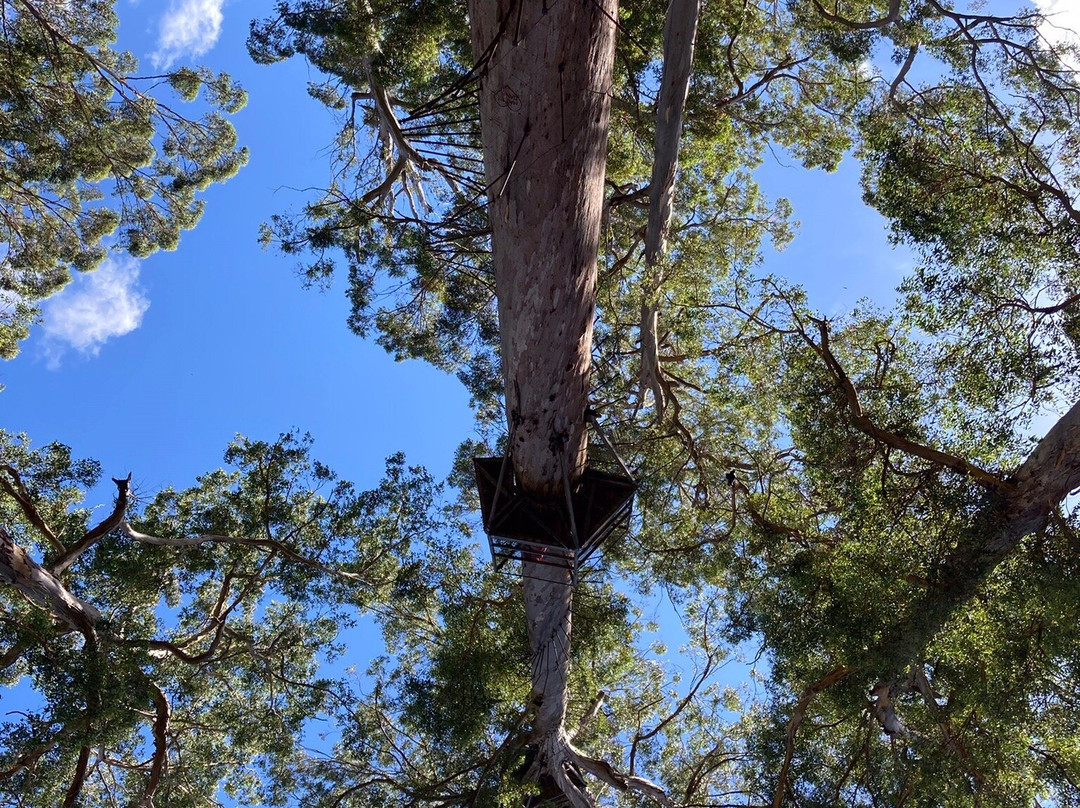 Dave Evans Bicentennial Tree-彭伯顿必去景点