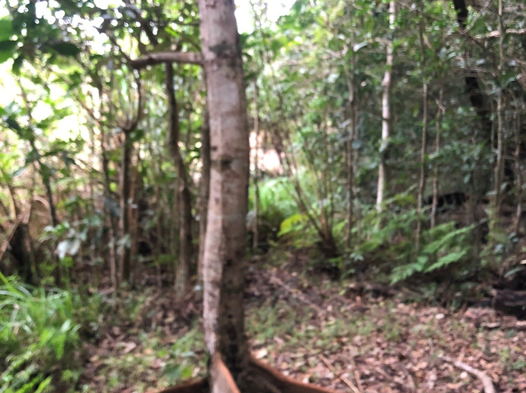 Sundari Tree at Kawata景点图片
