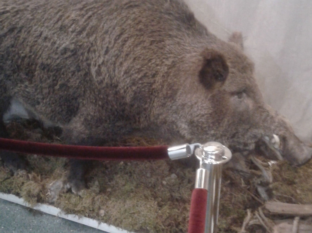 Nature Museum of The Kostroma Region景点图片