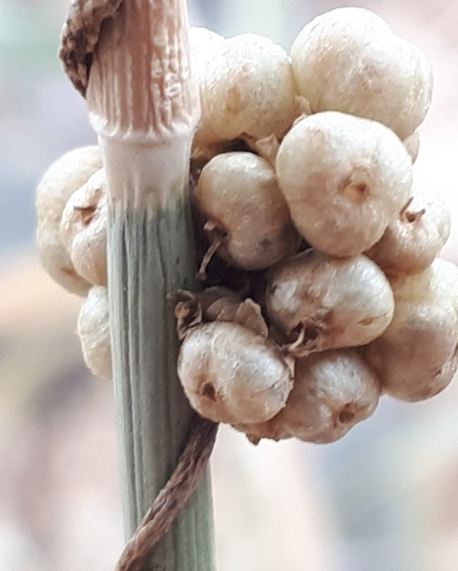 Kings Park-温尼伯必去景点