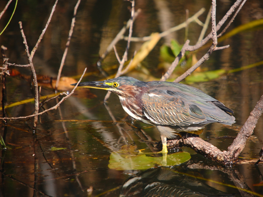 Arrowhead Birding Tours景点图片