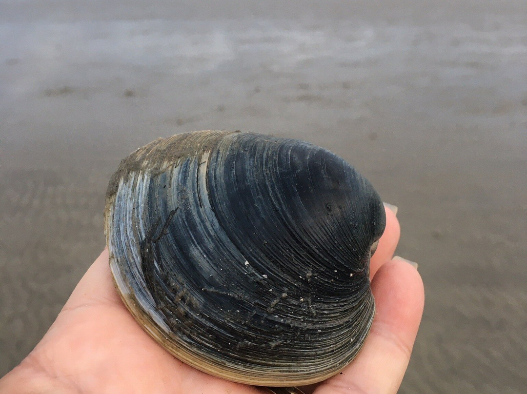 Historic Mitchelville Freedom Park-希尔顿头岛必去景点