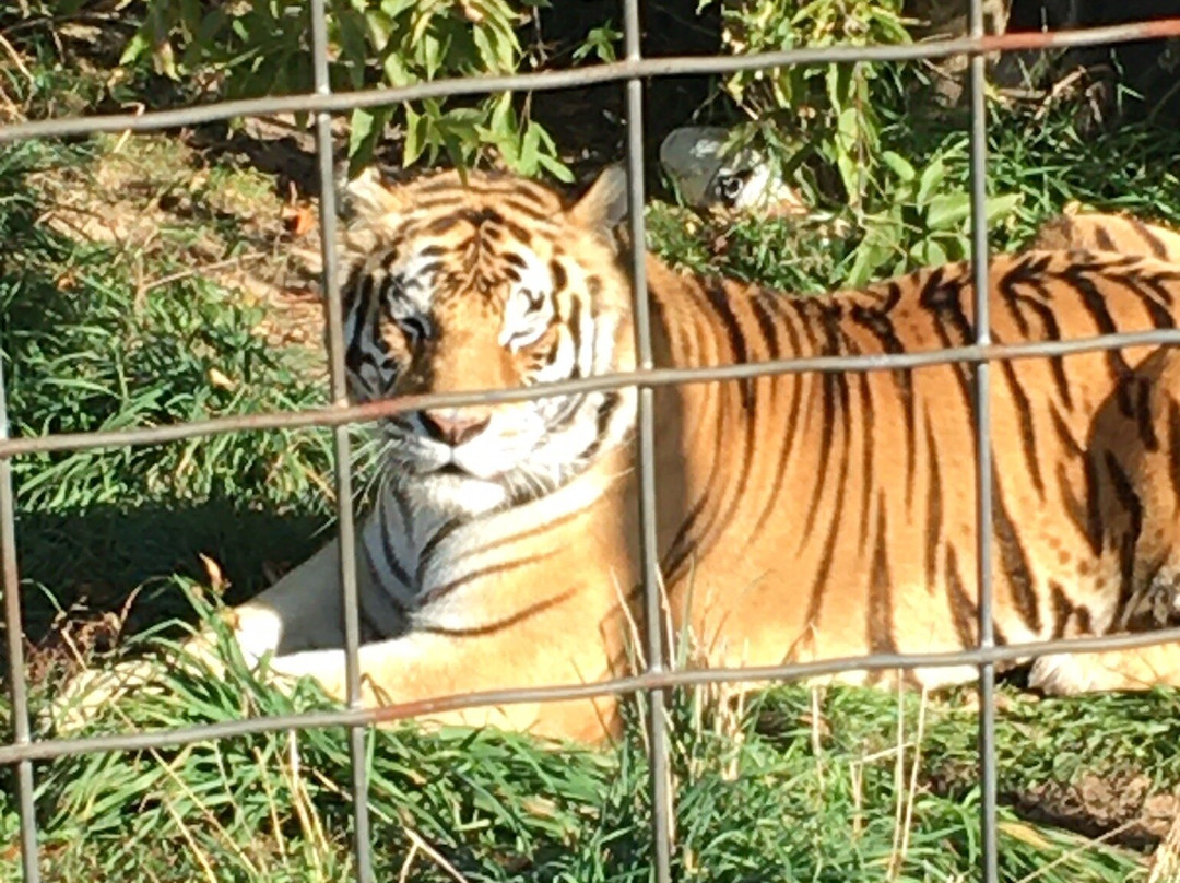 Wisconsin Big Cat Rescue景点图片