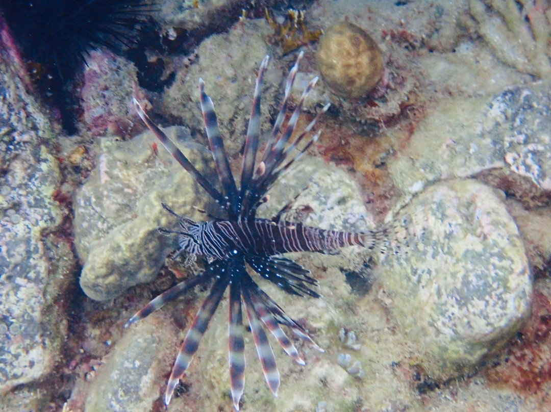 Calypso Plongée-Trois-Ilets必去景点