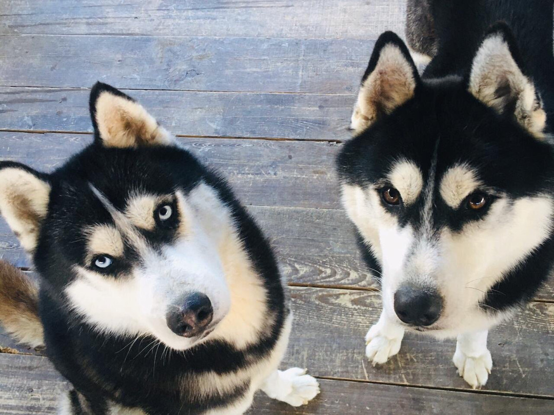 Husky Khutor