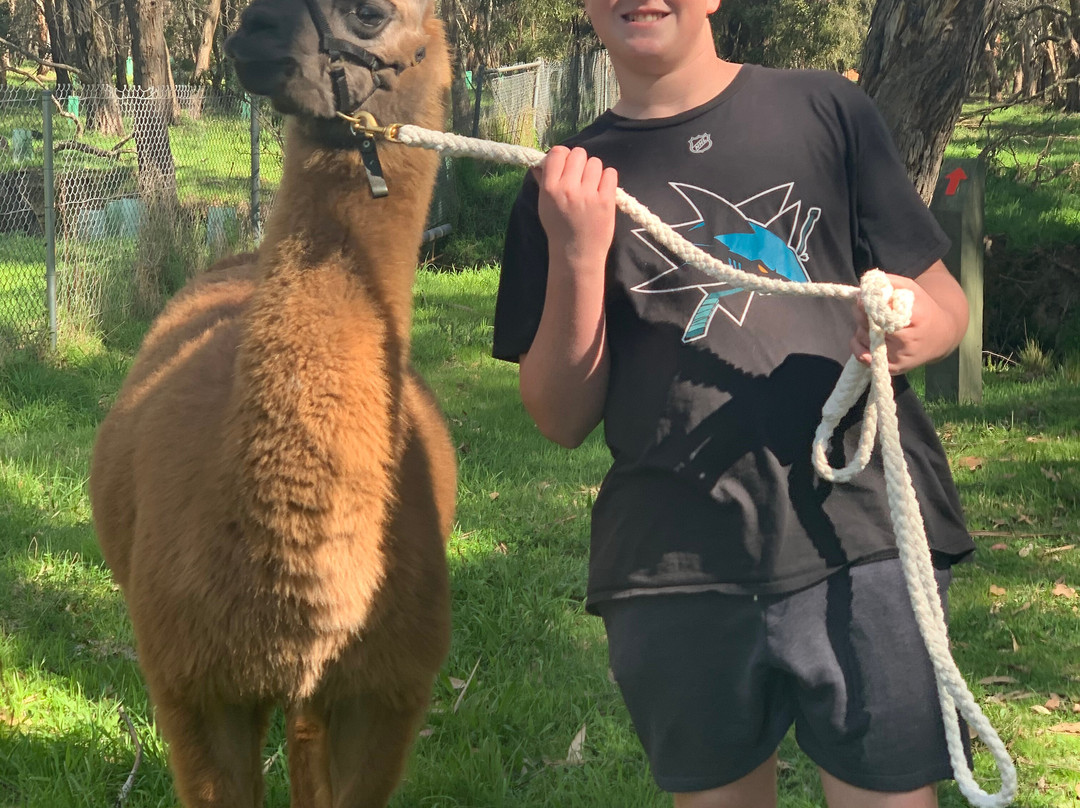 Hanging Rock Llama Treks-Woodend必去景点