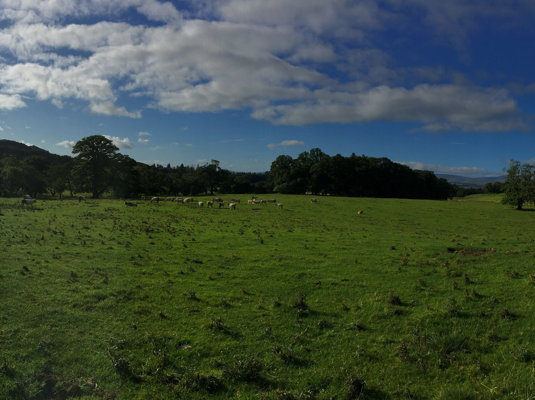 Chillingham Wild Cattle-阿尼克必去景点