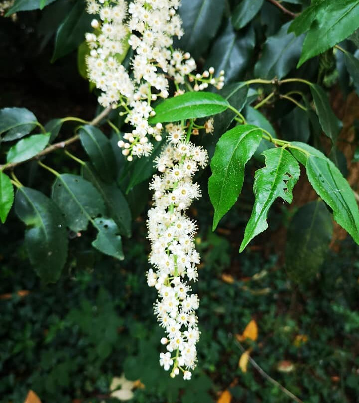 Nonsuch Park景点图片