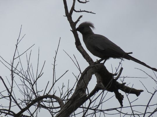ThisAndThat Safaris-布拉瓦约必去景点