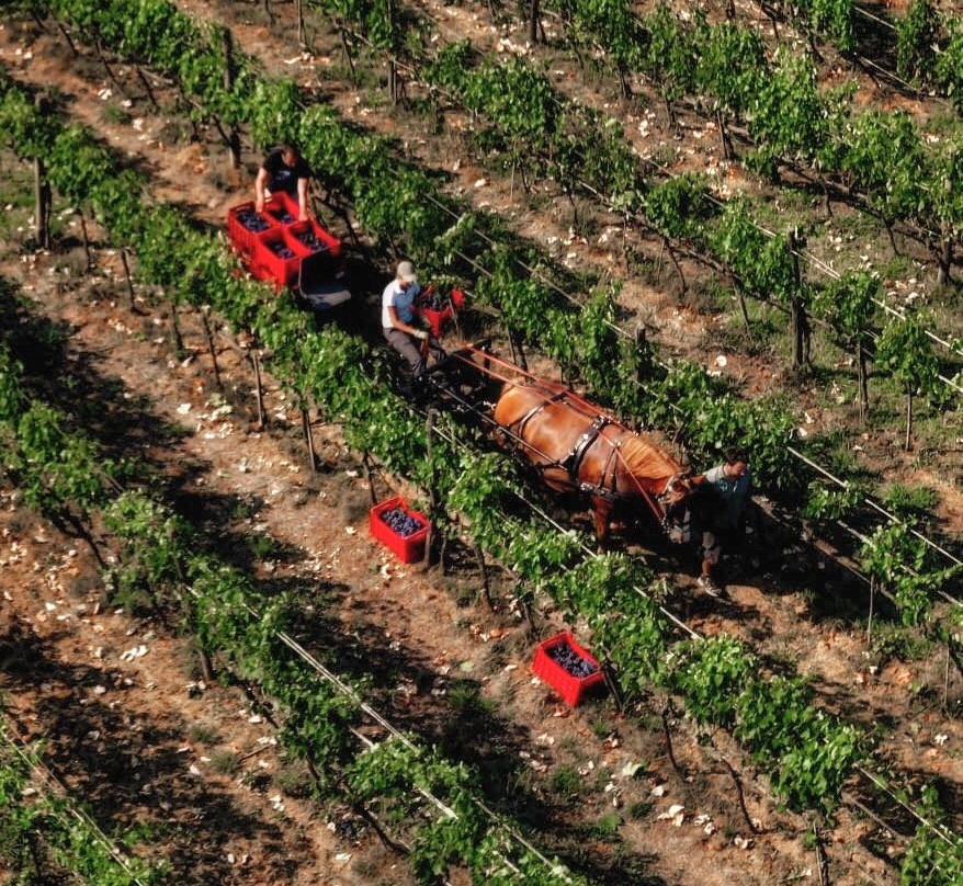 AZIENDA AGRICOLA VILLA I CIPRESSI景点图片