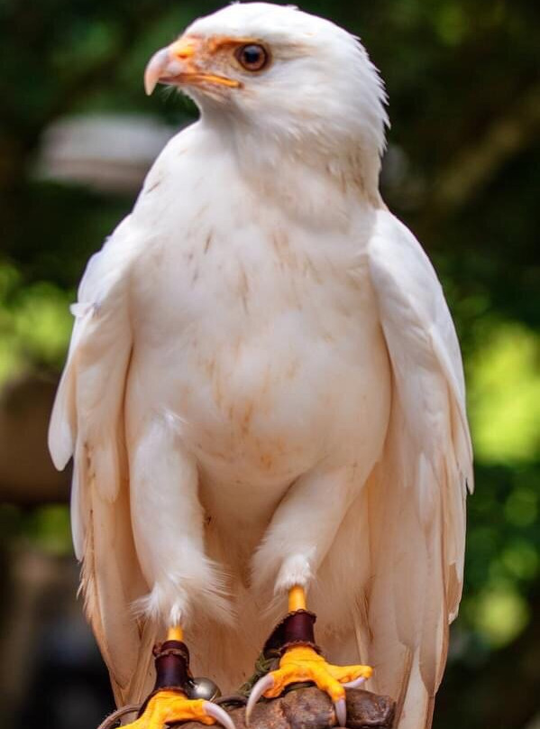 The Center For Birds Of Prey景点图片