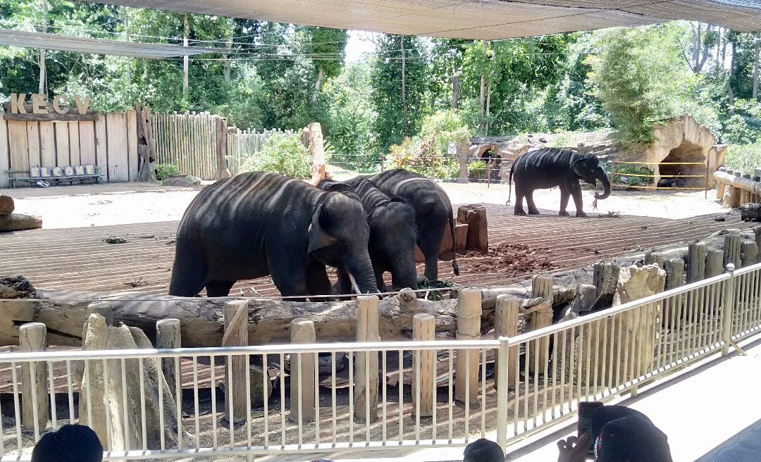 Kenyir Elephant Conservation Village景点图片
