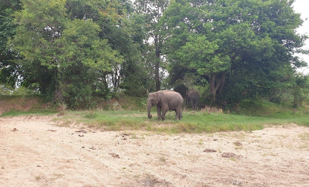 Minneriya Tusker Safaris景点图片
