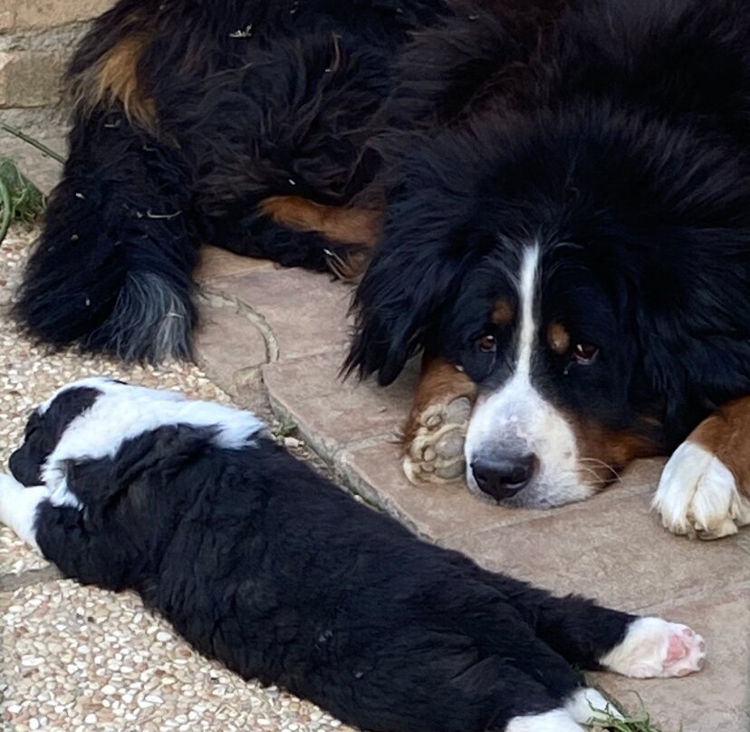 Bio Agriturismo Olivastrella主图