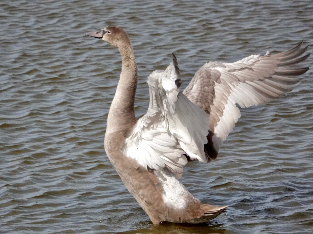 RSPB Freiston Shore-Freiston必去景点
