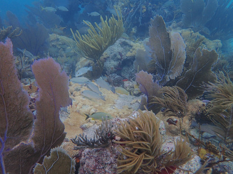 Seamonkey's Scuba Diving-伊斯拉摩拉达必去景点