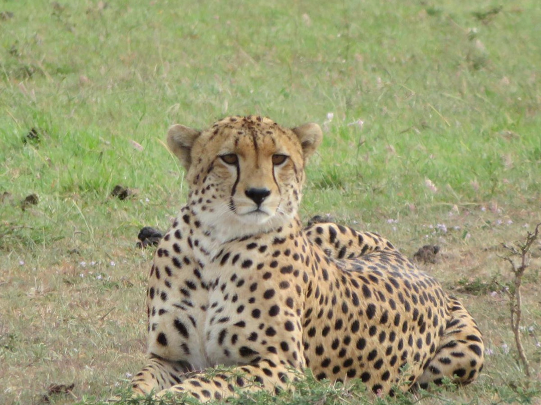 Nairobi and Beyond Safaris-内罗毕必去景点