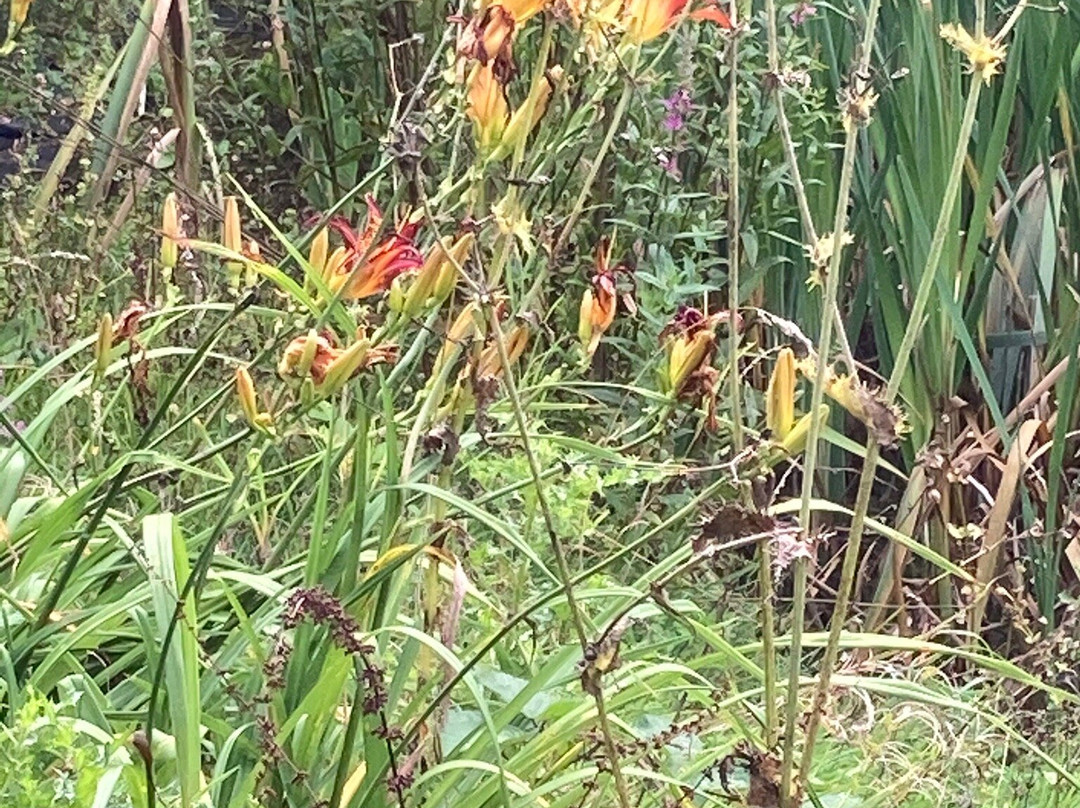 Longframlington Gardens景点图片