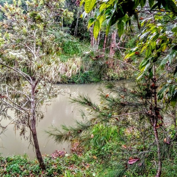 The Peterson Creek Walking Track-Yungaburra必去景点
