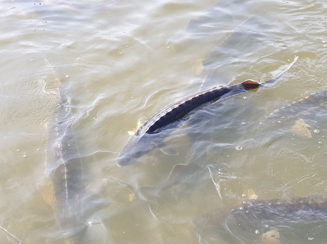 Sturgeon Farm Astrakhanskaya Fishka-Verkhnekalinovskiy必去景点