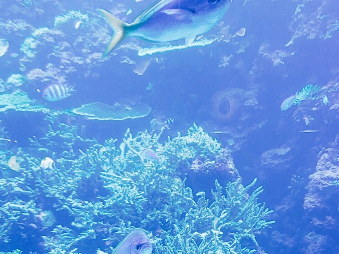 Oita Marine Palace Aquarium Umitamago-大分市必去景点