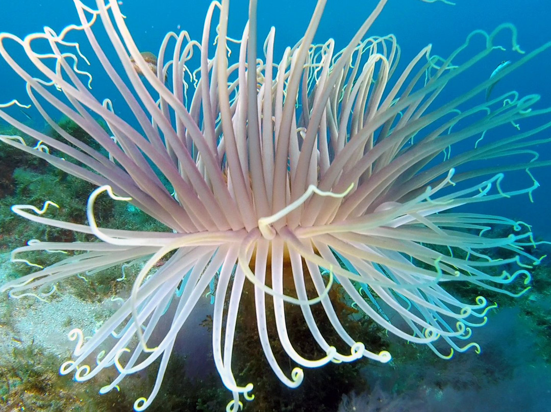 Scilla Diving Center-希拉必去景点