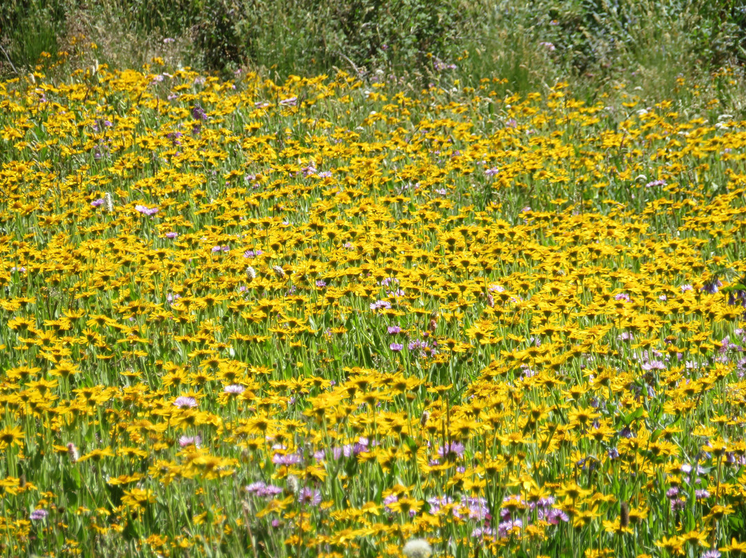 Mountain View Historic Hotel主图