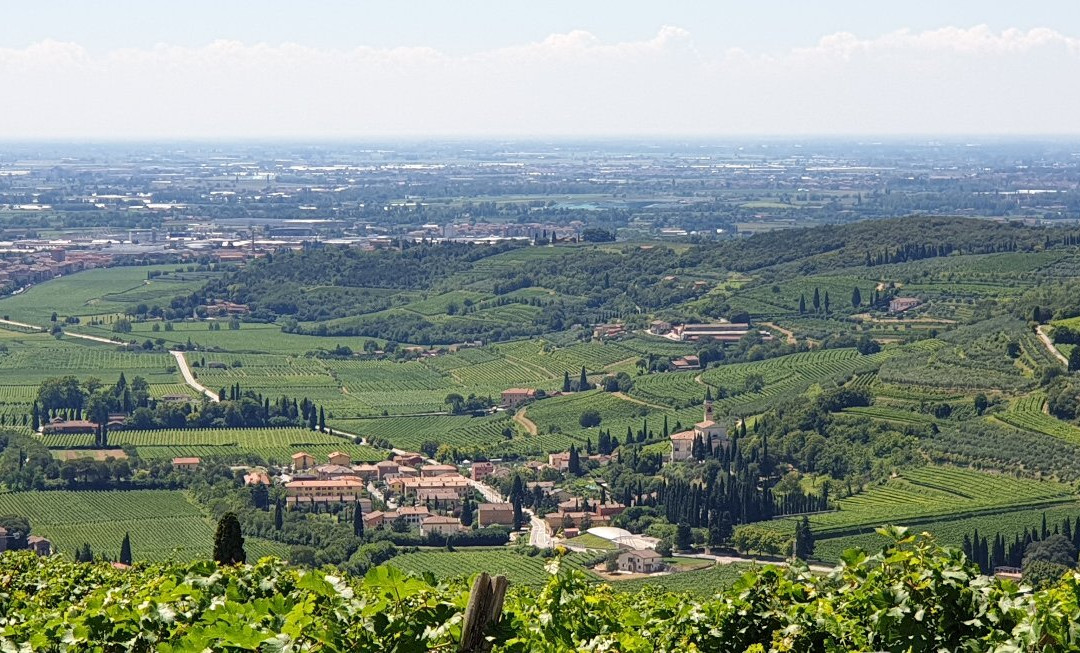 Tenuta Sant' Antonio景点图片