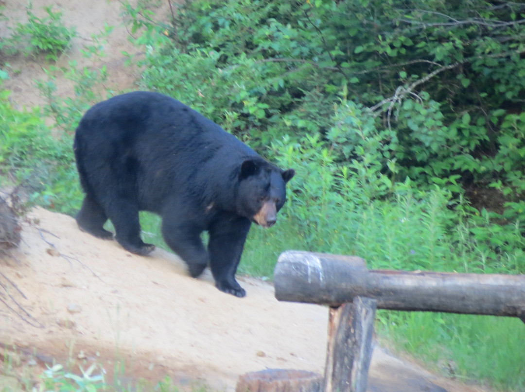 Observation de l'Ours Noir-Sacré-Coeur-Saguenay必去景点