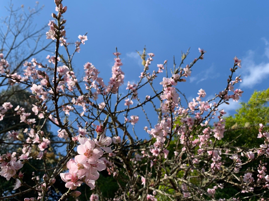 Chales Boa Vista主图