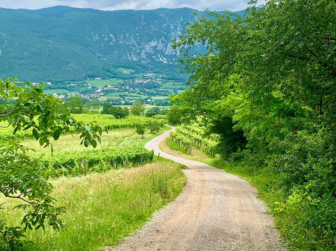 Vino Žorž景点图片