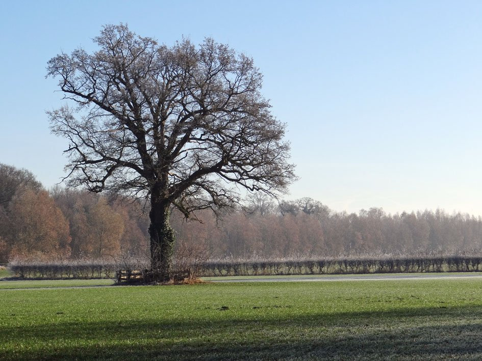 Natuurgebied Beekvliet-Borculo必去景点