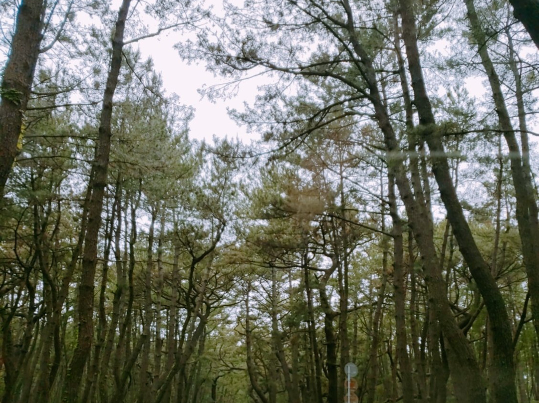 Nijino Matsubara景点图片